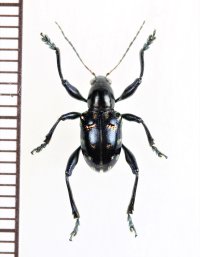 カタゾウムシ擬態のハムシの一種　Chrysomelidae species　 フィリピン(ルソン島)