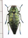 タマムシの一種　Buprestidae species　ペルー