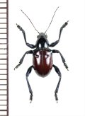 カタゾウムシ擬態のハムシの一種　Chrysomelidae species　 フィリピン(ルソン島)