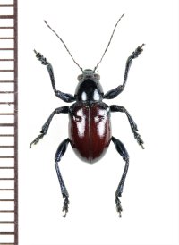 カタゾウムシ擬態のハムシの一種　Chrysomelidae species　 フィリピン(ルソン島)