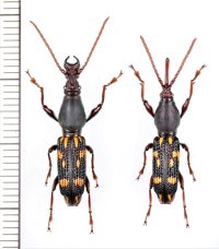 ヤエヤマミツギリゾウムシ 　大型ペア　石垣島