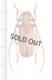 カミキリムシの一種　Brachytritus hieroglyphicus　♂　ザンビア