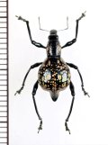 カタゾウムシの一種　Proapocyrtus sp.  ♀   フィリピン(ルソン島)