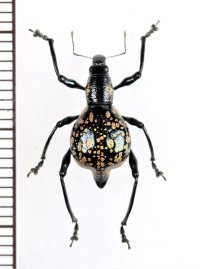 カタゾウムシの一種　Proapocyrtus sp.  ♀   フィリピン(ルソン島)