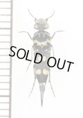 ハナノミの一種　Mordellidae species　ラオス
