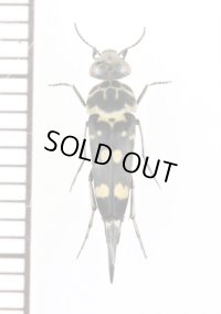 ハナノミの一種　Mordellidae species　ラオス