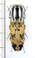 コメツキムシの一種　Cryptalaus sp.　インドネシア（ペレン島）