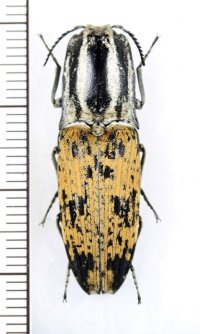 コメツキムシの一種　Cryptalaus sp.　インドネシア（ペレン島）