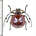 カミキリムシの一種　Cyclopeplus peruvianus　♀　ペルー