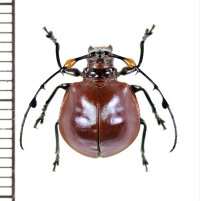 カミキリムシの一種　Cyclopeplus peruvianus　♀　ペルー