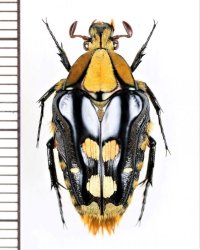 ホッポエグリハナムグリ　Coilodera penicillata penicillata　♂　ベトナム北東部