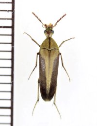 ハナノミの一種　Mordellidae species　インドネシア（ボルネオ島）
