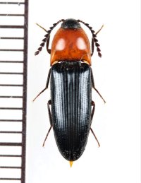 コメツキムシの一種　Elateridae species　 ベトナム北西部