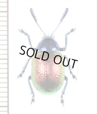 ハムシの一種　Platycorynus speciosus　 ベトナム北東部