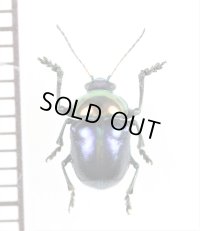 ハムシの一種　Chrysomelidae species　 ベトナム南部