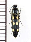 コメツキムシの一種　Elateridae species　 ベトナム北西部