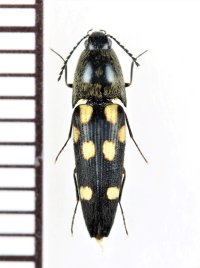 コメツキムシの一種　Elateridae species　 ベトナム北西部