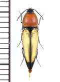 コメツキムシの一種　Elateridae species　 ベトナム北西部