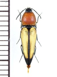 コメツキムシの一種　Elateridae species　 ベトナム北西部