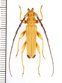 カミキリムシの一種 　Cerambycidae species　 ベトナム北東部
