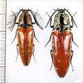 コメツキムシの一種　Elateridae species　ペア   ベトナム北東部