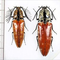 コメツキムシの一種　Elateridae species　ペア   ベトナム北東部