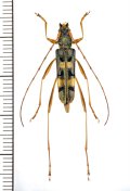 カミキリムシの一種 　Cerambycidae species　 ベトナム北東部