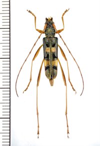 カミキリムシの一種 　Cerambycidae species　 ベトナム北東部