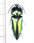 コメツキムシの一種　Campsosternus sp.　♂   ベトナム中部