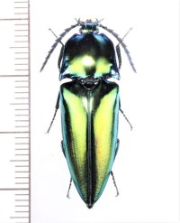 コメツキムシの一種　Campsosternus sp.　♂   ベトナム中部
