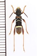カミキリムシの一種　Cyrtoclytus sp.　ベトナム北西部