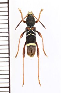 カミキリムシの一種　Cyrtoclytus sp.　ベトナム北西部