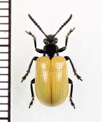 クビナガハムシの一種　Criocerinae species　ベトナム南部