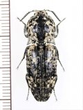 コメツキムシの一種　Cryptalaus sp.　ベトナム北東部
