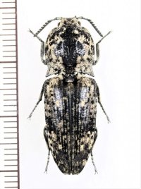 コメツキムシの一種　Cryptalaus sp.　ベトナム北東部