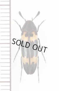 オオキノコムシ擬態のナガクチキムシの一種　Melandryidae species　ベトナム北東部
