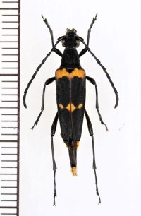 カミキリムシの一種　Laoleptura phupanensis　♀　ベトナム北西部