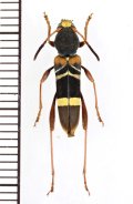 カミキリムシの一種　Cyrtoclytus sp.　ベトナム北西部
