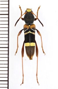 カミキリムシの一種　Cyrtoclytus sp.　ベトナム北西部
