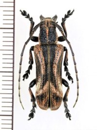カミキリムシの一種 　Cerambycidae species　♂　 ベトナム北東部