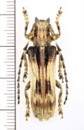 カミキリムシの一種　Thylactus simulans　♂　ベトナム中部