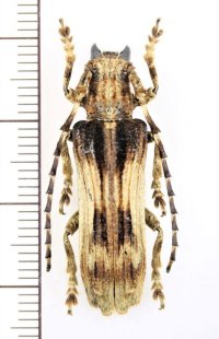 カミキリムシの一種　Thylactus simulans　♂　ベトナム中部