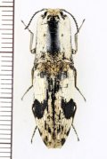コメツキムシの一種　Cryptalaus sp.　 インドネシア（スラウェシ島）