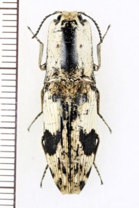 コメツキムシの一種　Cryptalaus sp.　 インドネシア（スラウェシ島）