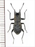 ゴミムシダマシの一種　Tenebrionidae species　♂　ベトナム中部