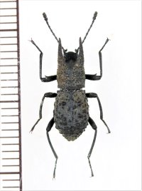 ゴミムシダマシの一種　Tenebrionidae species　♂　ベトナム中部