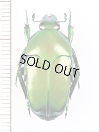 カタハリカナブンの一種　Ischiopsopha bruyni　♀　インドネシア（ニューギニア島）
