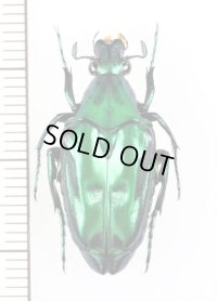 ニセヒレアシハナムグリの一種　Pseudochalcothea staudingeri　♂　インドネシア（ボルネオ島）