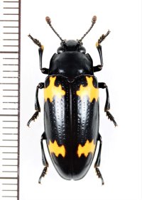 オオキノコムシの一種　Erotylidae species　ペルー