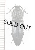眼状紋を持つコメツキムシの一種　Elateridae species　 ベトナム北西部